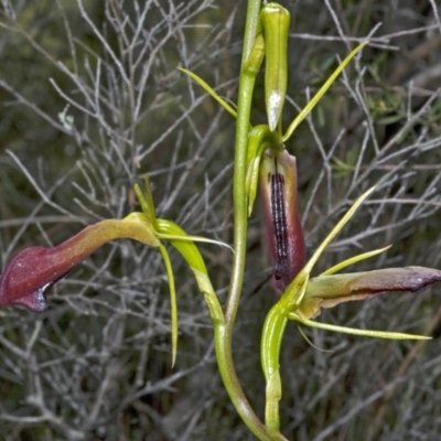 Cryptostylis subulata (Cow Orchid) at Vincentia, NSW - 29 Dec 2008 by AlanS