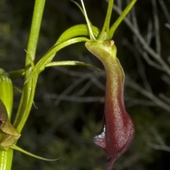 Cryptostylis subulata at Vincentia, NSW - suppressed