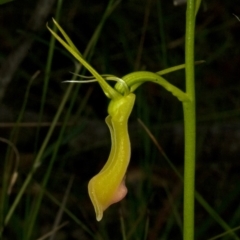 Cryptostylis subulata (Cow Orchid) at Saint Georges Basin, NSW - 19 Dec 2009 by AlanS