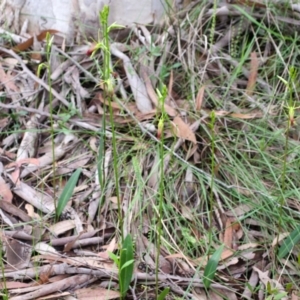 Cryptostylis subulata at Sanctuary Point, NSW - suppressed