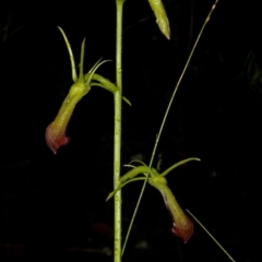 Cryptostylis subulata (Cow Orchid) at Budgong, NSW - 27 Dec 2010 by AlanS