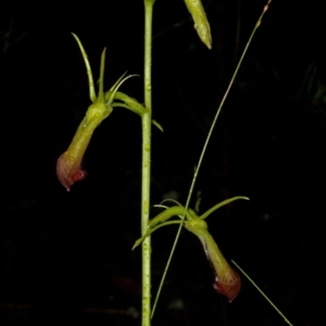 Cryptostylis subulata at Budgong, NSW - 27 Dec 2010