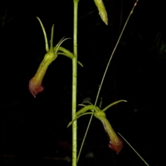 Cryptostylis subulata (Cow Orchid) at Bugong National Park - 26 Dec 2010 by AlanS