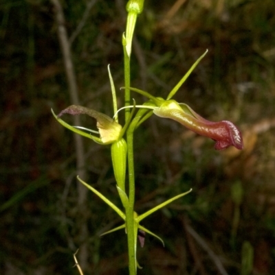 Cryptostylis subulata (Cow Orchid) at Wrights Beach, NSW - 5 Jan 2012 by AlanS