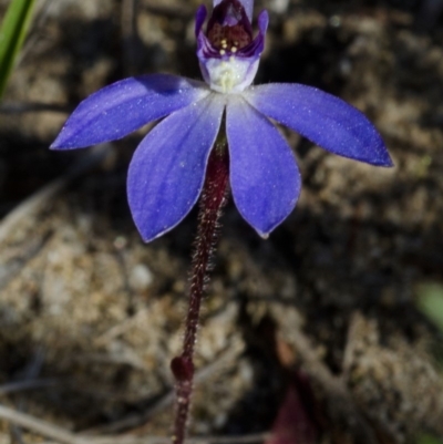 Cyanicula caerulea (Blue Fingers, Blue Fairies) at West Nowra, NSW - 15 Aug 2012 by AlanS