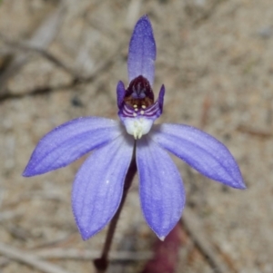 Cyanicula caerulea at West Nowra, NSW - suppressed