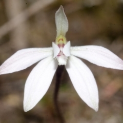 Caladenia fuscata (Dusky Fingers) at Longreach, NSW - 29 Aug 2016 by AlanS