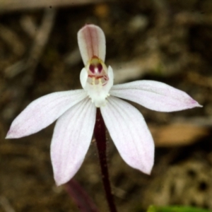 Caladenia fuscata at Longreach, NSW - suppressed