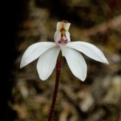 Caladenia fuscata at Longreach, NSW - 30 Aug 2016