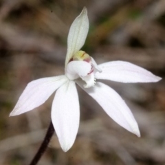 Caladenia fuscata at Longreach, NSW - suppressed