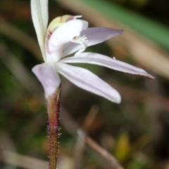 Caladenia fuscata at Longreach, NSW - 30 Aug 2016