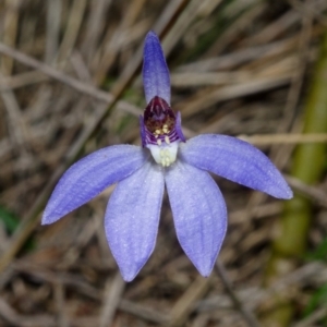 Cyanicula caerulea at Mundamia, NSW - 15 Aug 2012