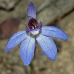 Cyanicula caerulea (Blue Fingers, Blue Fairies) at Mundamia, NSW - 29 Jan 2006 by AlanS