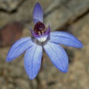 Cyanicula caerulea at Mundamia, NSW - suppressed