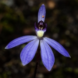 Cyanicula caerulea at West Nowra, NSW - suppressed