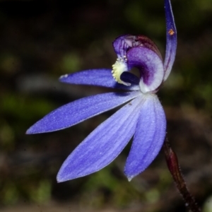 Cyanicula caerulea at West Nowra, NSW - suppressed