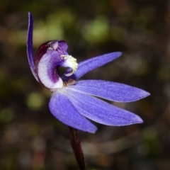 Cyanicula caerulea at West Nowra, NSW - suppressed