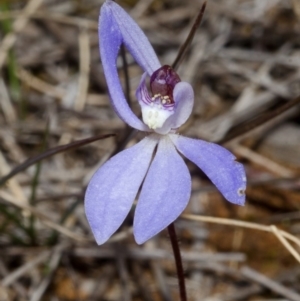 Cyanicula caerulea at West Nowra, NSW - suppressed