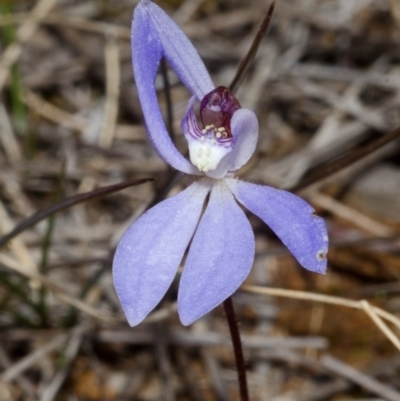 Cyanicula caerulea (Blue Fingers, Blue Fairies) at West Nowra, NSW - 25 Aug 2013 by AlanS