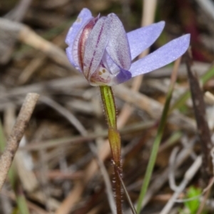 Cyanicula caerulea at West Nowra, NSW - suppressed