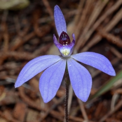 Cyanicula caerulea (Blue Fingers, Blue Fairies) at Callala Creek Bushcare - 23 Aug 2013 by AlanS