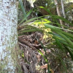 Cymbidium suave (Snake Orchid) at Bugong National Park - 12 Nov 2017 by AlanS