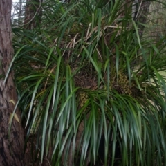 Cymbidium suave (Snake Orchid) at Woollamia, NSW - 17 Nov 2012 by AlanS