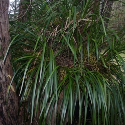 Cymbidium suave (Snake Orchid) at Woollamia, NSW - 16 Nov 2012 by AlanS