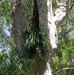 Cymbidium suave at East Lynne, NSW - 19 Dec 2013