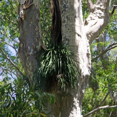 Cymbidium suave (Snake Orchid) at Murramarang National Park - 19 Dec 2013 by AlanS