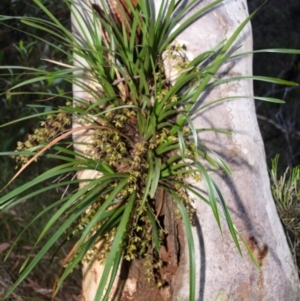 Cymbidium suave at Sanctuary Point, NSW - suppressed