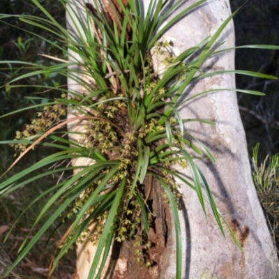 Cymbidium suave (Snake Orchid) at Sanctuary Point, NSW - 23 Nov 2012 by AlanS