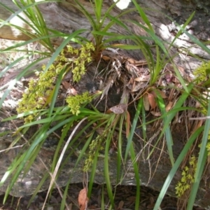 Cymbidium suave at Comberton, NSW - 3 Jan 2004