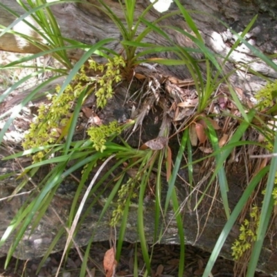 Cymbidium suave (Snake Orchid) at Jervis Bay National Park - 2 Jan 2004 by AlanS