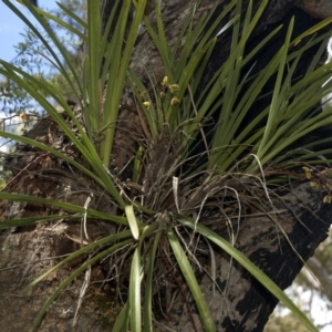 Cymbidium suave at Callala Beach, NSW - suppressed