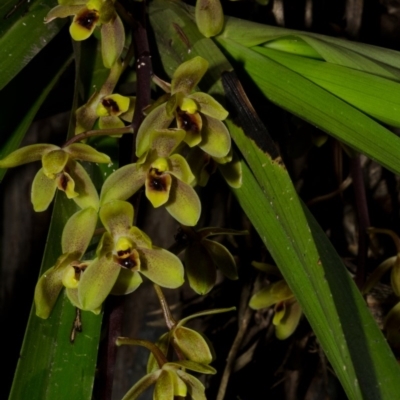 Cymbidium suave (Snake Orchid) at Callala Bay, NSW - 21 Nov 2014 by AlanS