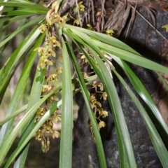 Cymbidium suave at Callala Bay, NSW - suppressed