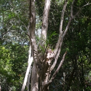 Cymbidium suave at Wandandian, NSW - suppressed