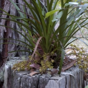 Cymbidium suave at Yerriyong, NSW - suppressed