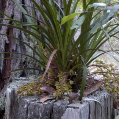 Cymbidium suave (Snake Orchid) at Yerriyong, NSW - 18 Nov 2008 by AlanS
