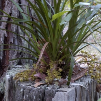 Cymbidium suave (Snake Orchid) at Yerriyong, NSW - 19 Nov 2008 by AlanS