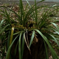 Cymbidium suave (Snake Orchid) at Kings Point, NSW - 2 Nov 2008 by AlanS