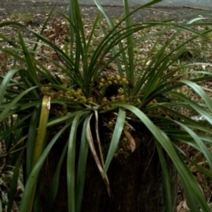 Cymbidium suave (Snake Orchid) at Kings Point, NSW - 1 Nov 2008 by AlanS