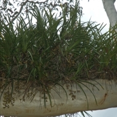 Cymbidium suave (Snake Orchid) at Vincentia, NSW - 30 Nov 2011 by AlanS