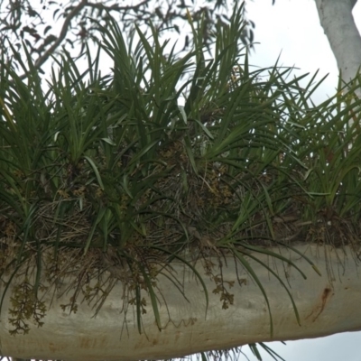 Cymbidium suave (Snake Orchid) at Vincentia, NSW - 29 Nov 2011 by AlanS