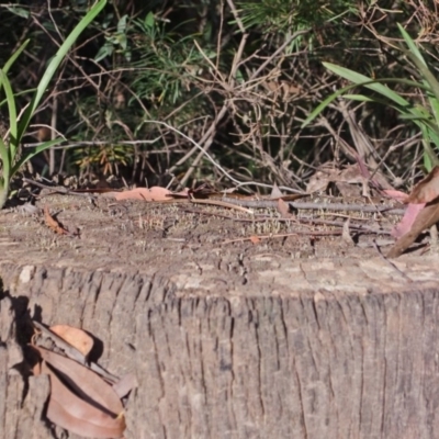 Cymbidium suave (Snake Orchid) at Tomerong, NSW - 2 Dec 2012 by AlanS