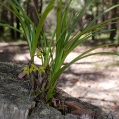 Cymbidium suave (Snake Orchid) at Budgong, NSW - 30 Nov 2014 by AlanS