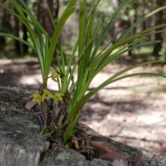 Cymbidium suave (Snake Orchid) at Budgong, NSW - 29 Nov 2014 by AlanS