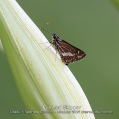 Hesperilla picta (Painted Skipper) at Ulladulla, NSW - 13 Feb 2019 by CharlesDove