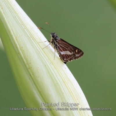 Hesperilla picta (Painted Skipper) at Ulladulla, NSW - 13 Feb 2019 by CharlesDove